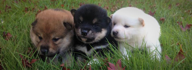 Black Teacup Shiba Inu Puppy